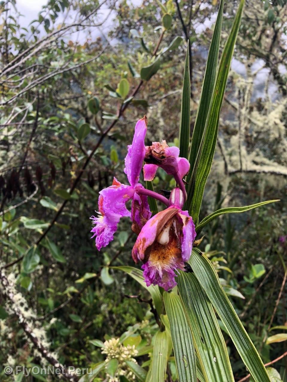 Album photos: Orchidée, Chemin Inca
