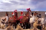 Lamas, Cuzco